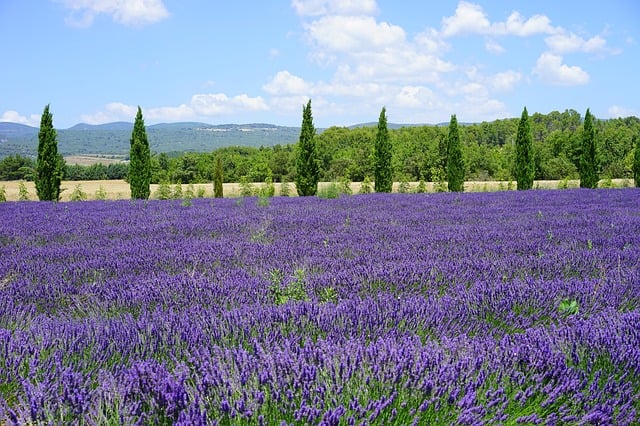 lavander